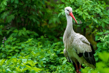 Weißstorch (Ciconia ciconia)