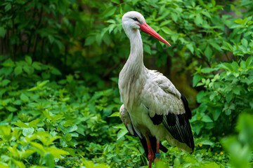 Weißstorch (Ciconia ciconia)