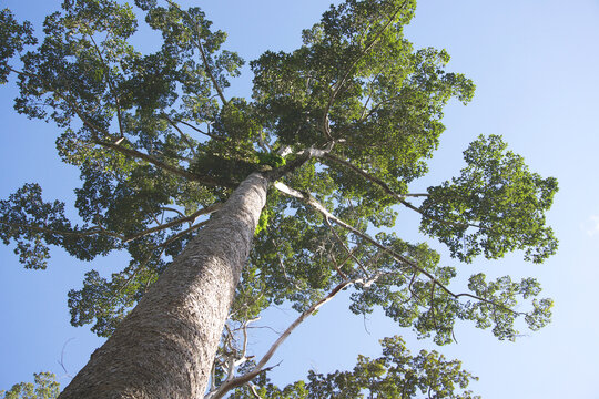 big old tree in the forest