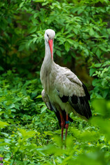 Weißstorch (Ciconia ciconia)