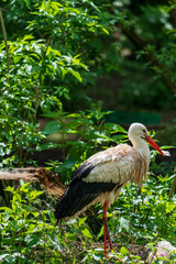 Weißstorch (Ciconia ciconia)