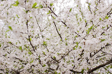 The cherry blossoms on the background of tulips, white flowering tree, background. Spring