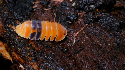 Isopod - Cubaris amber ducky, On the bark in the deep forest, macro shot isopods.