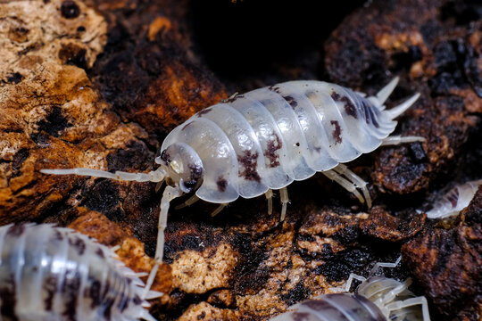 Isopod - Dairy Cow, On the bark in the deep forest, macro shot isopods.