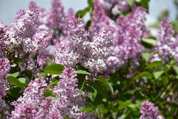 Lilac flowers in the garden. Large inflorescences.