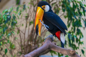 Riesentukan (Ramphastos toco)  auf Ast © lexpixelart