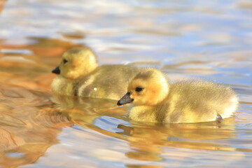 Baby Canada Geese goslings swimming in a pond - 435108309