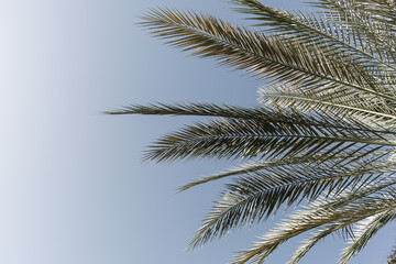 Fototapeta na wymiar Summer exotic tropical palm tree against blue sky. Summer travel background