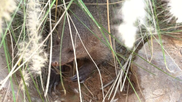 An Egyptian mongoose (Herpestes ichneumon) or ichneumon, hiding in the bushes