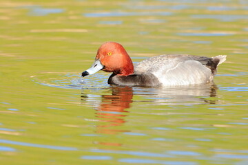 Redhead duck Aythya americana swimming in a pond - 435108988
