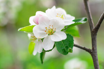 Blooming apple tree in spring on a blurred background close-up. Selective focus.
