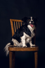 Fototapeta na wymiar dog sitting on a chair