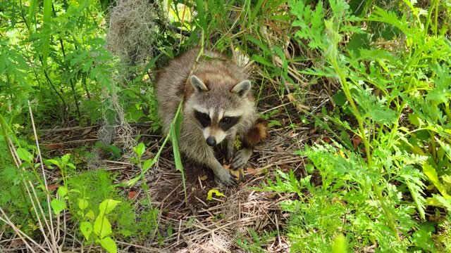 Raccoon feeds on turtle in florida wetland