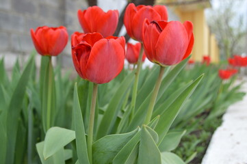 red and yellow tulips