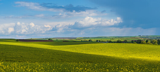 Fototapeta na wymiar Spring evening view with rapeseed yellow blooming fields in sunlight with cloud shadows.
