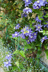 large blue azure flowers of a climbing plant
