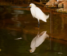 my reflection