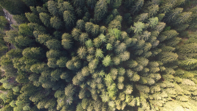 bosco foresta pini abeti val di sole trentino natura