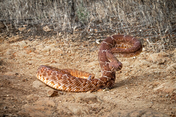 A western diamondback rattle snake stands its ground, reared up and ready to strike on the Bernardo Mountain Trail in San Diego, California