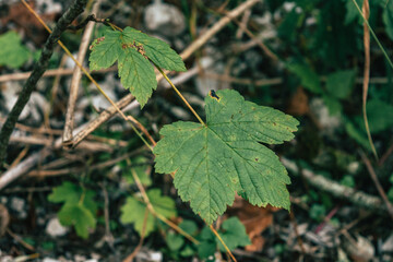 leaves of a tree