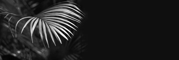 Tuinposter Black and white Palm leaf. Tropical plants. Nature light and shadow horizontal long background. © Liliia