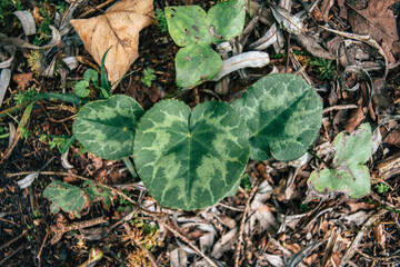 leaves on the ground