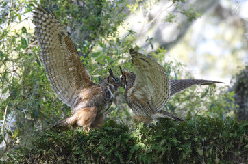 mated pair of adult great horned owls (Bubo virginianus) facing each other, flapping wings, in oak tree with resurrection fern (Pleopeltis polypodioides)