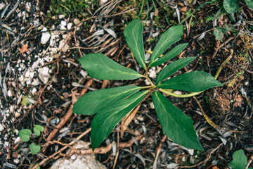leaves on the ground
