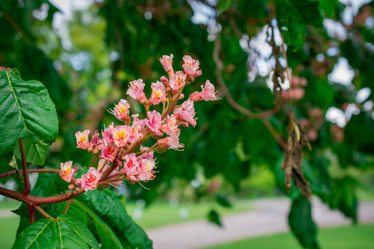 Pink chestnut tree, Aesculus &times; carnea, or red horse-chestnut