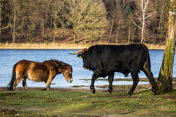 highland catlle and horse