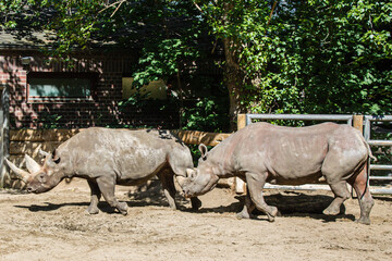 Rhion, Blocking hind paw