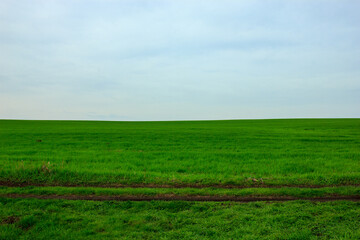 Fototapeta na wymiar green wheat field with grey sky in the morning by the country road