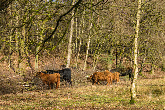 Highlan catlle lunch