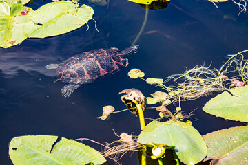Turtle in the water