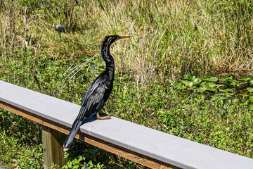 Anhinga at the bridge