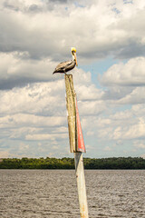 Brown Pelican on pole