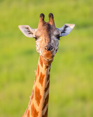 Portrait of Rothschild's giraffe. Murchison Falls National Park. Uganda, Africa