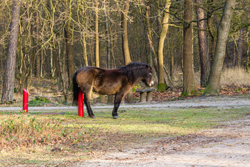 horse leaning on pole