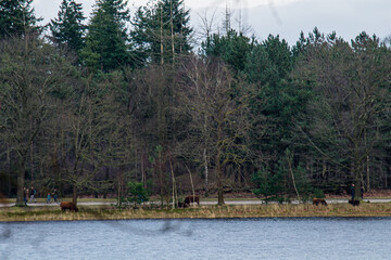 Higland cattle af lake sire