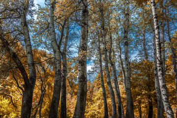 autumn forest in the morning