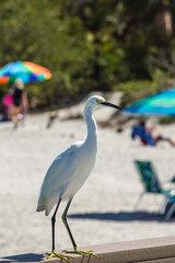 snowy egret