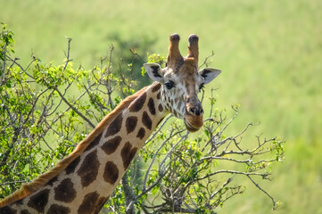 Portrait of Rothschild's giraffe. Murchison Falls National Park. Uganda, Africa