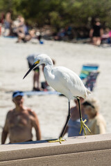 snowy egret