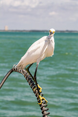 Snow Egret at lake side