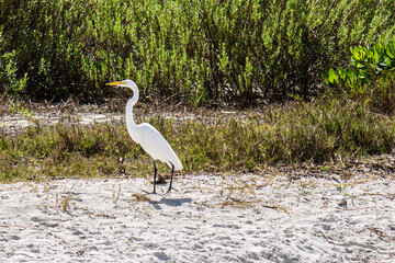 Snowy Egret