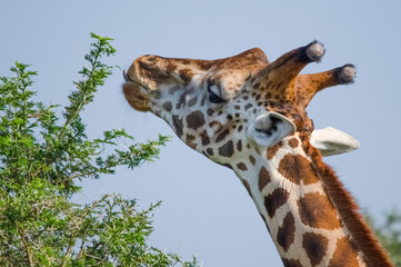 Portrait of Rothschild's giraffe. Murchison Falls National Park. Uganda, Africa