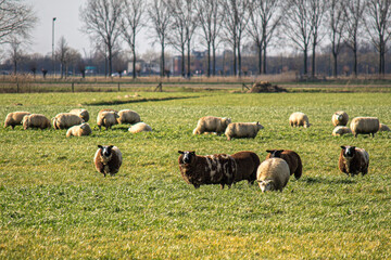 Sheep in polder