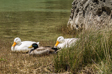 Ducks, black and white