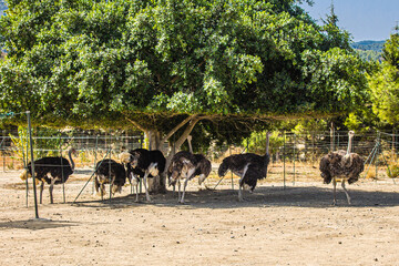struthio camelus in shade