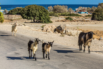 Goats on the road